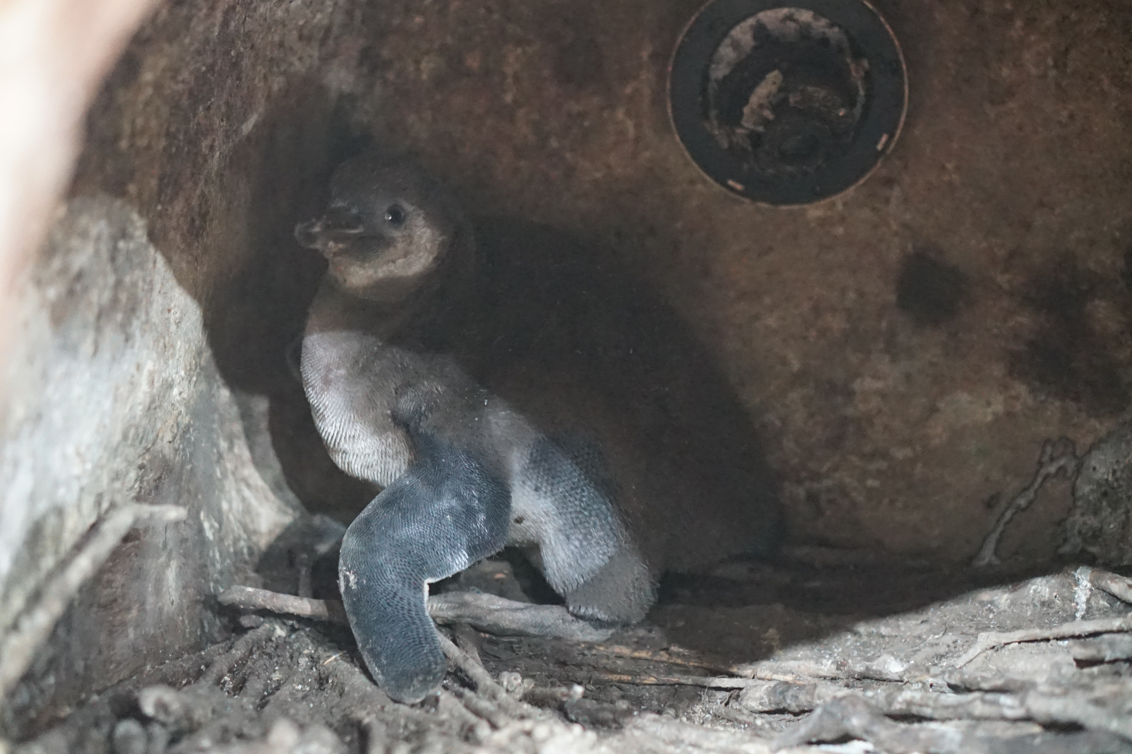Koleksi Satwa di Samudra Bertambah dengan Kehadiran Baby Penguin.